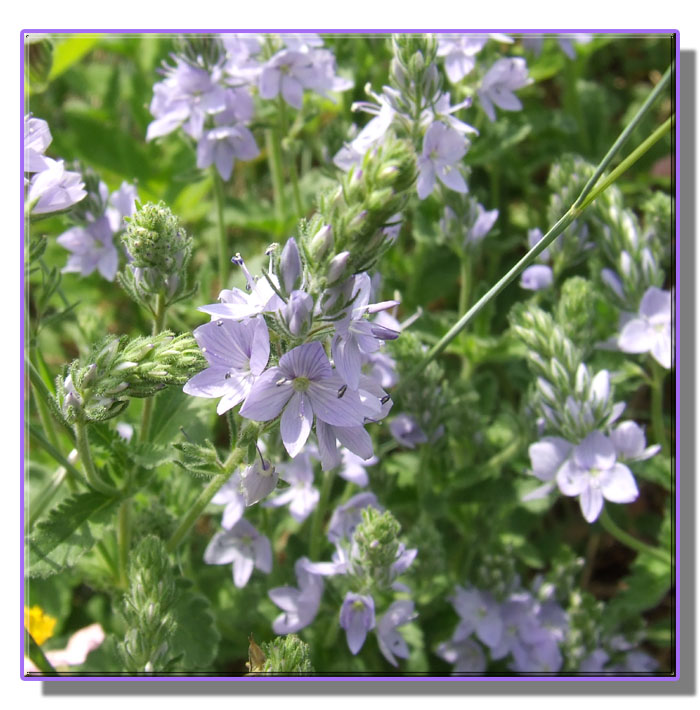 Veronica orsiniana / Veronica di Orsini